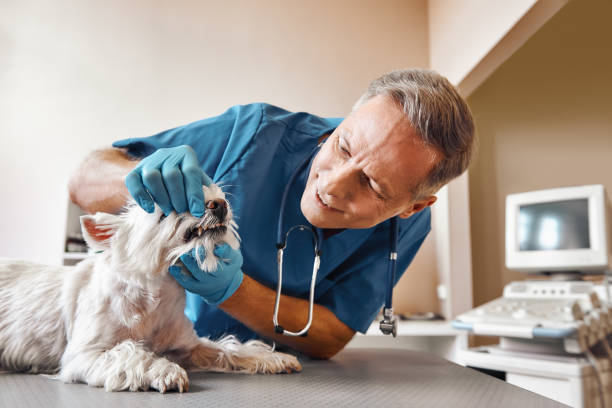 Best Emergency Tooth Extraction in Great Neck Gardens, NY